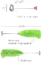 electric-egg-beater-milk-drink-coffee-whisk-mixer-foamer-mini-handle-stirrer-practical-cooking-tool-kitchen-cell-operated-mix-random-color-5 - 5.webp